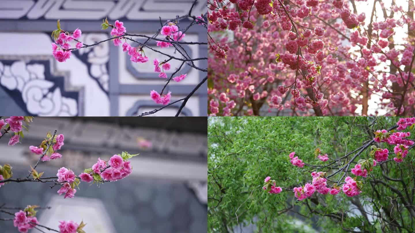 【原创素材】4K樱花盛开粉色春天唯美浪漫