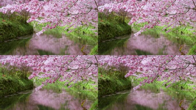 美丽的樱花在台湾的河上出现