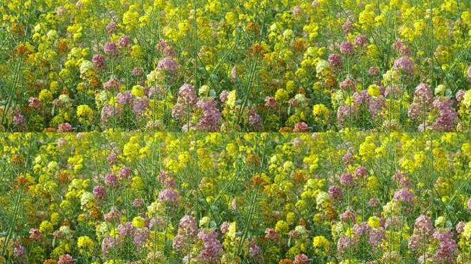 春天莫奈花园彩色油菜花蝴蝶蜜蜂采蜜农业