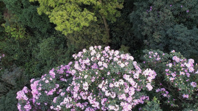 杜鹃花 杜鹃花海