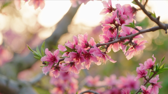 桃花  夕阳  春天 阳光 唯美