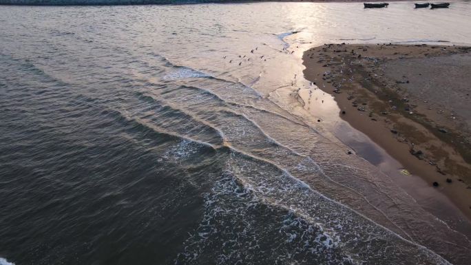 海泉湾港中旅 海边飞鸟