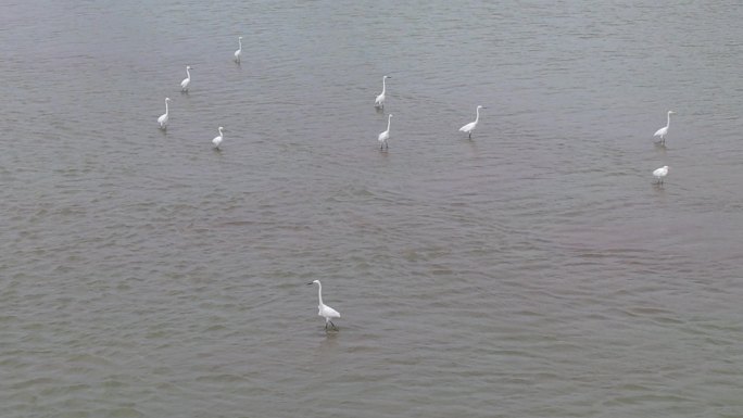 安铺镇九洲江上的白鹭鸟