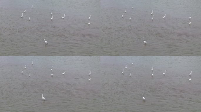安铺镇九洲江上的白鹭鸟