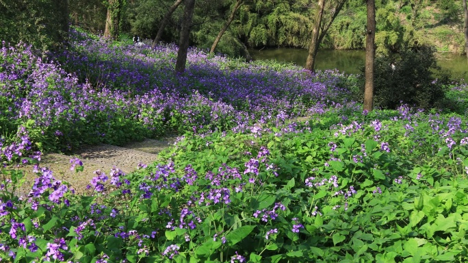 春天阳光下二月兰紫色花海 苏州虎丘