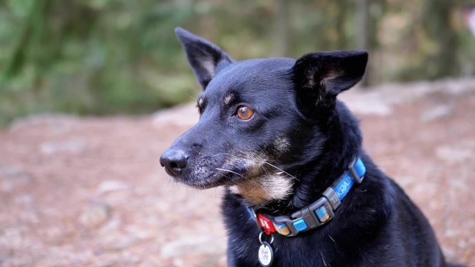 在森林的模糊背景上，一只戴着项圈的迷路黑狗的肖像