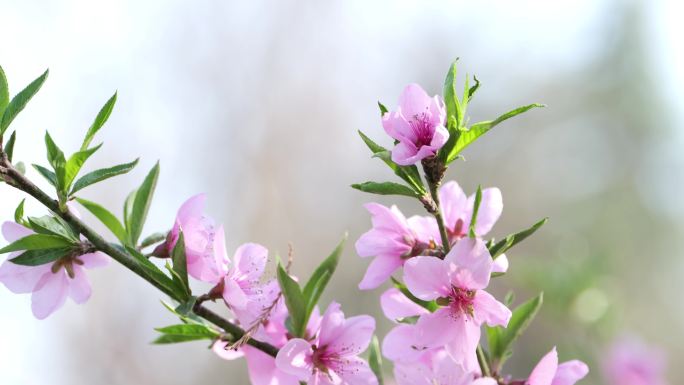 桃花春天开花