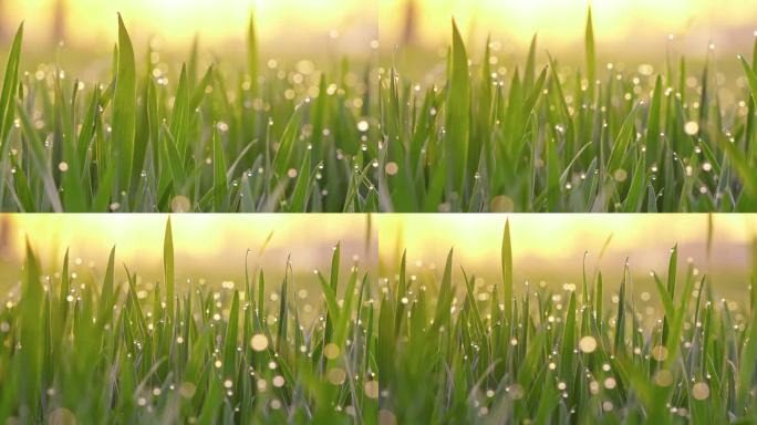 早晨阳光下的小草绿叶露水露珠