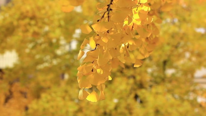 冬天金黄色的银杏树叶