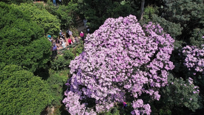 梧桐山杜鹃花