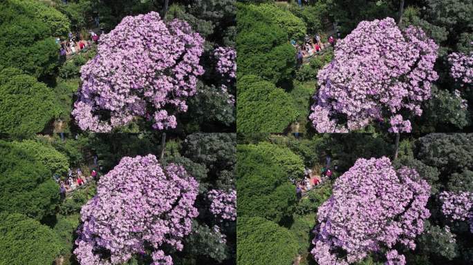 梧桐山杜鹃花