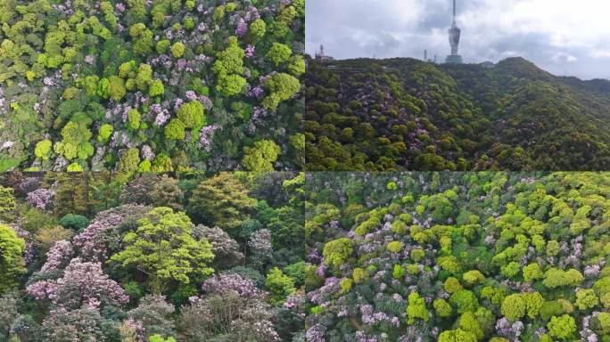 梧桐山杜鹃花