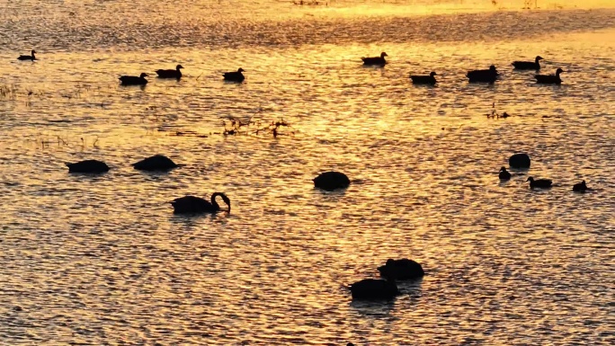 实景 夕阳下游弋在水面的天鹅温暖画面