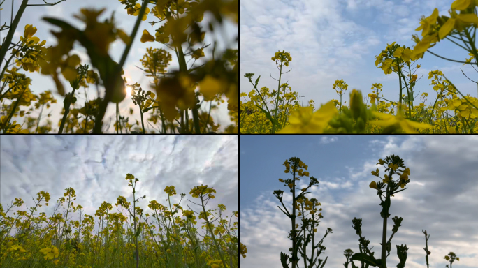 4K日常油菜花