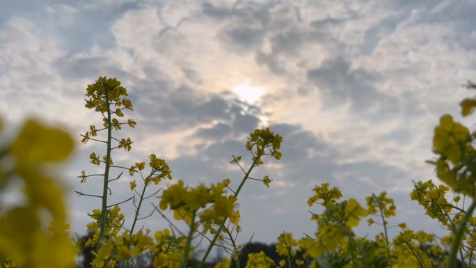 4K日常油菜花