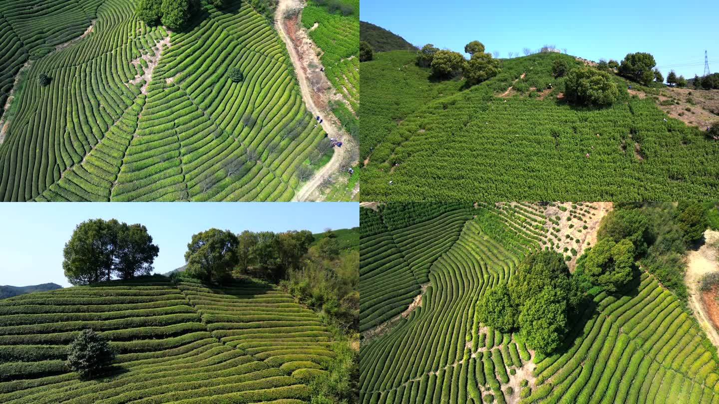 梯田茶叶茶山茶艺茶园采茶春茶