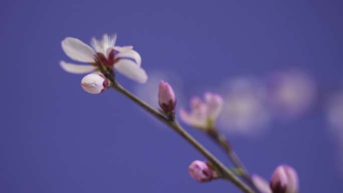 桃花 山桃花 桃花开放 花开 春天花开