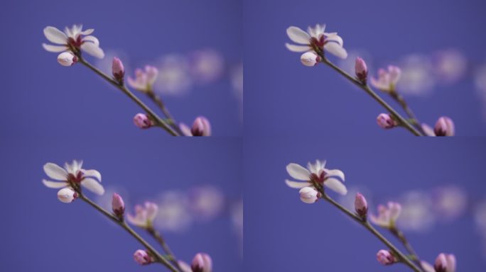 桃花 山桃花 桃花开放 花开 春天花开