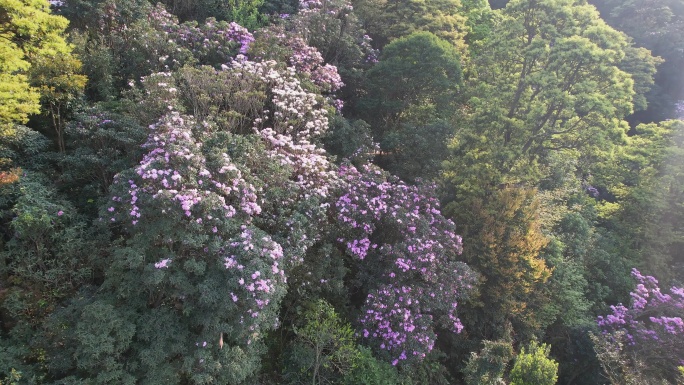 杜鹃花 杜鹃花海