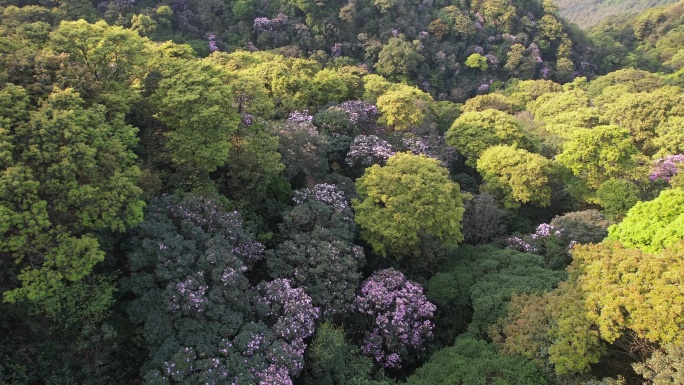 杜鹃花 杜鹃花海