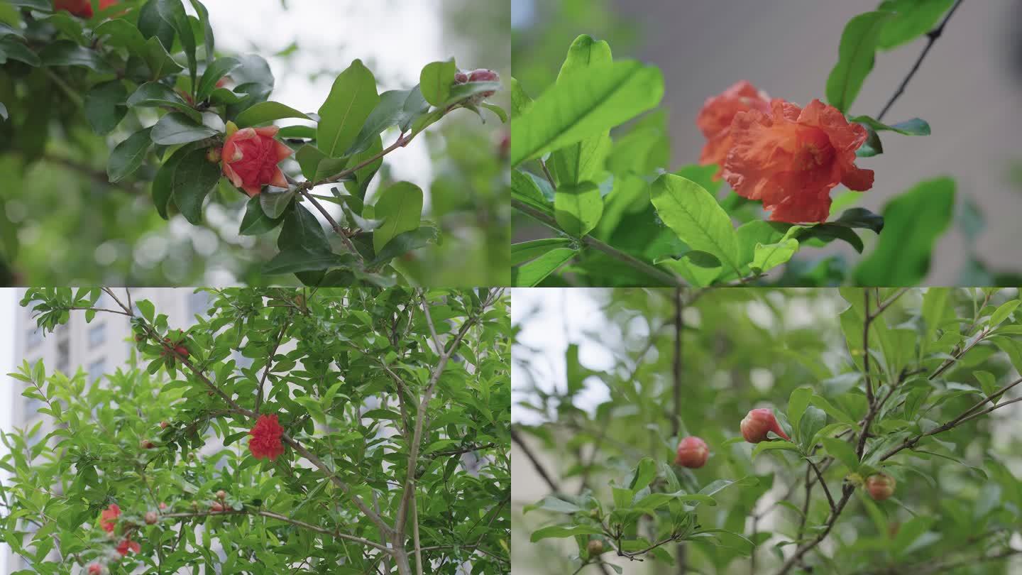 石榴花4k 花  花骨朵儿 嫩叶