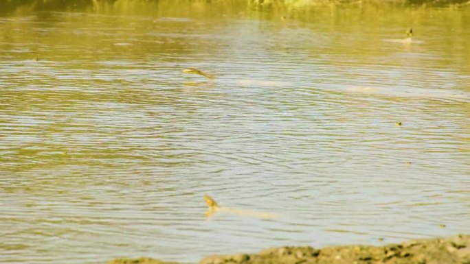 孟加拉湿地，印度跳蛙跳过潺潺的水面