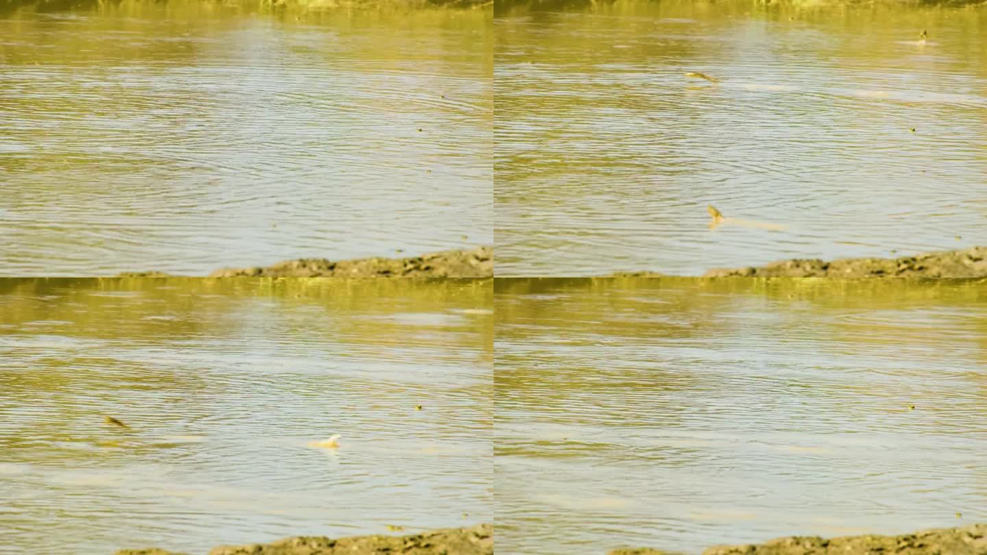 孟加拉湿地，印度跳蛙跳过潺潺的水面