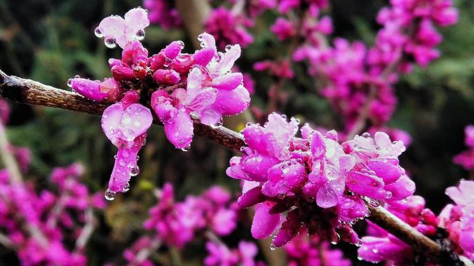 紫荆花满红条花卉蜜蜂采蜜