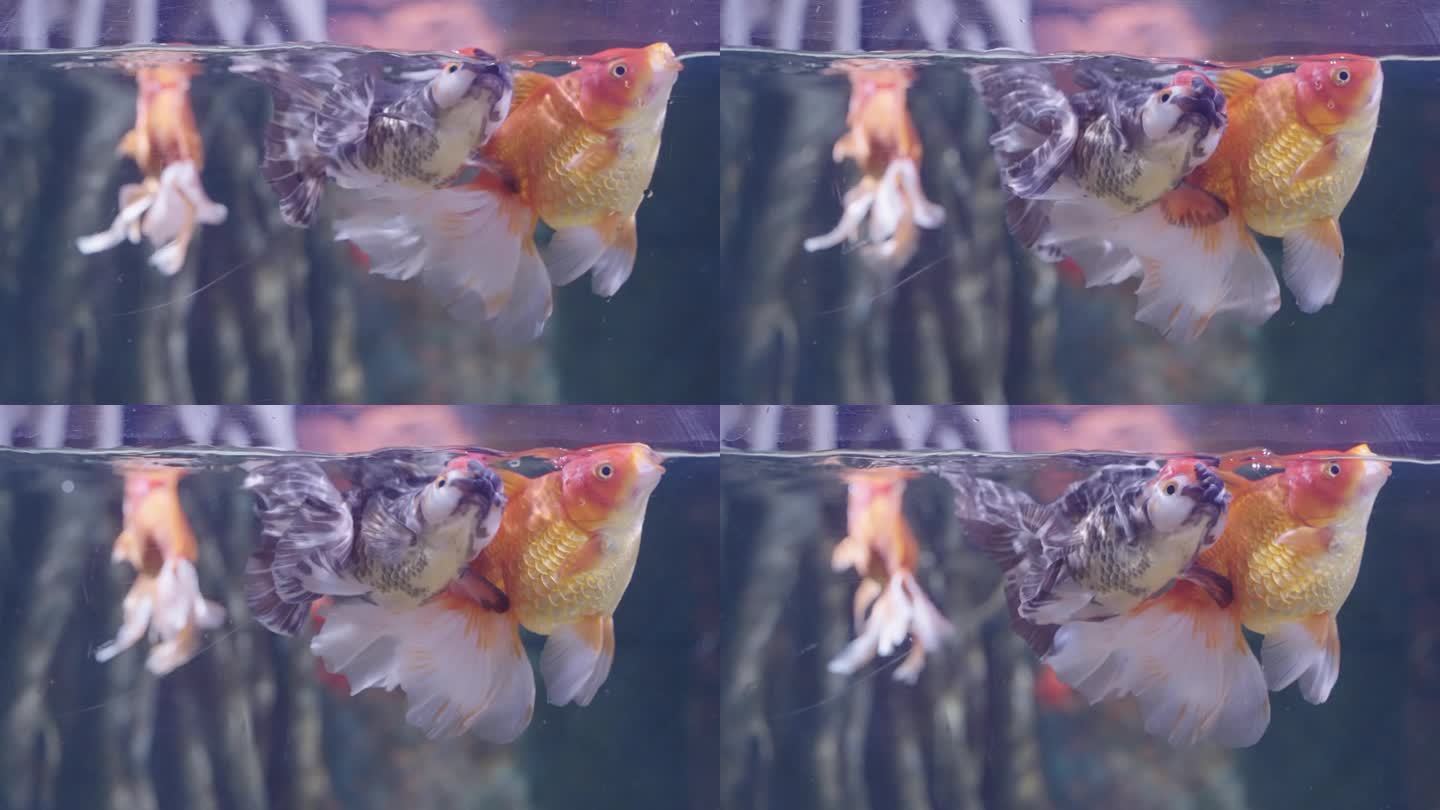 4k超级慢动作金鱼在鱼缸里游泳和放松。
一群美丽的水族宠物生活在玻璃鱼缸里。