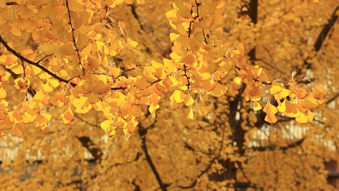 冬天金黄色的银杏树叶