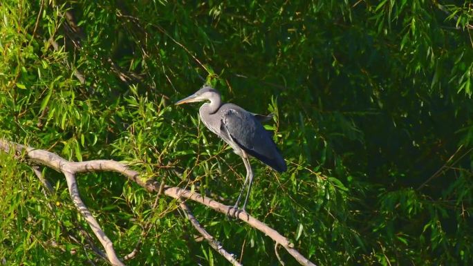 灰鹭(Ardea cinerea)，一种有着灰色羽毛的大型水鸟，一只小鸟站在绿叶中的树枝上。