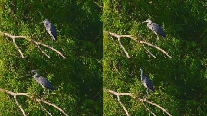 灰鹭(Ardea cinerea)，一种有着灰色羽毛的大型水鸟，一只小鸟站在绿叶中的树枝上。