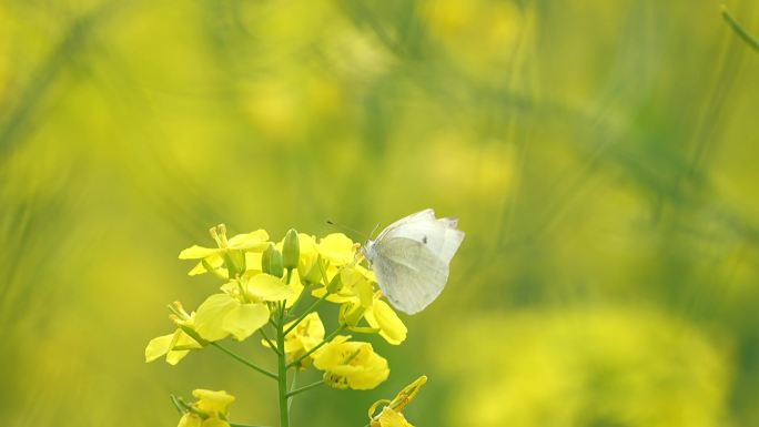 油菜花紫云英蜜蜂实拍视频