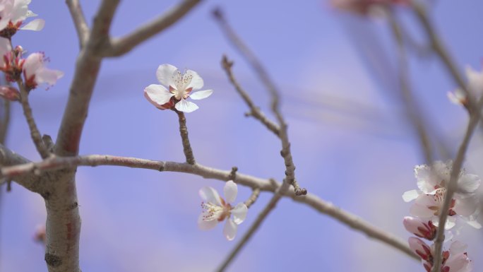 桃花