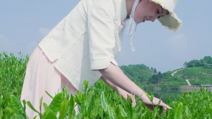 茶园采茶摘茶尖美女采茶采茶特写闻茶抛茶