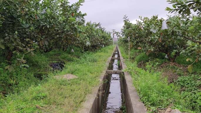果园浇水水渠绿色庄稼浇水水田放水浇水水渠