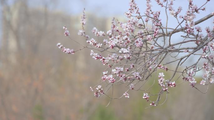 春天桃花开满枝头