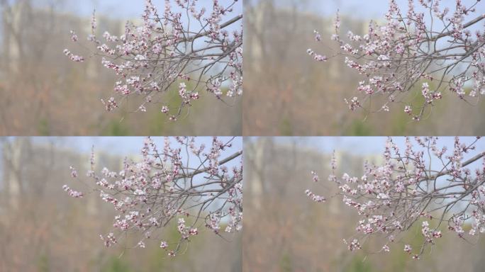 春天桃花开满枝头