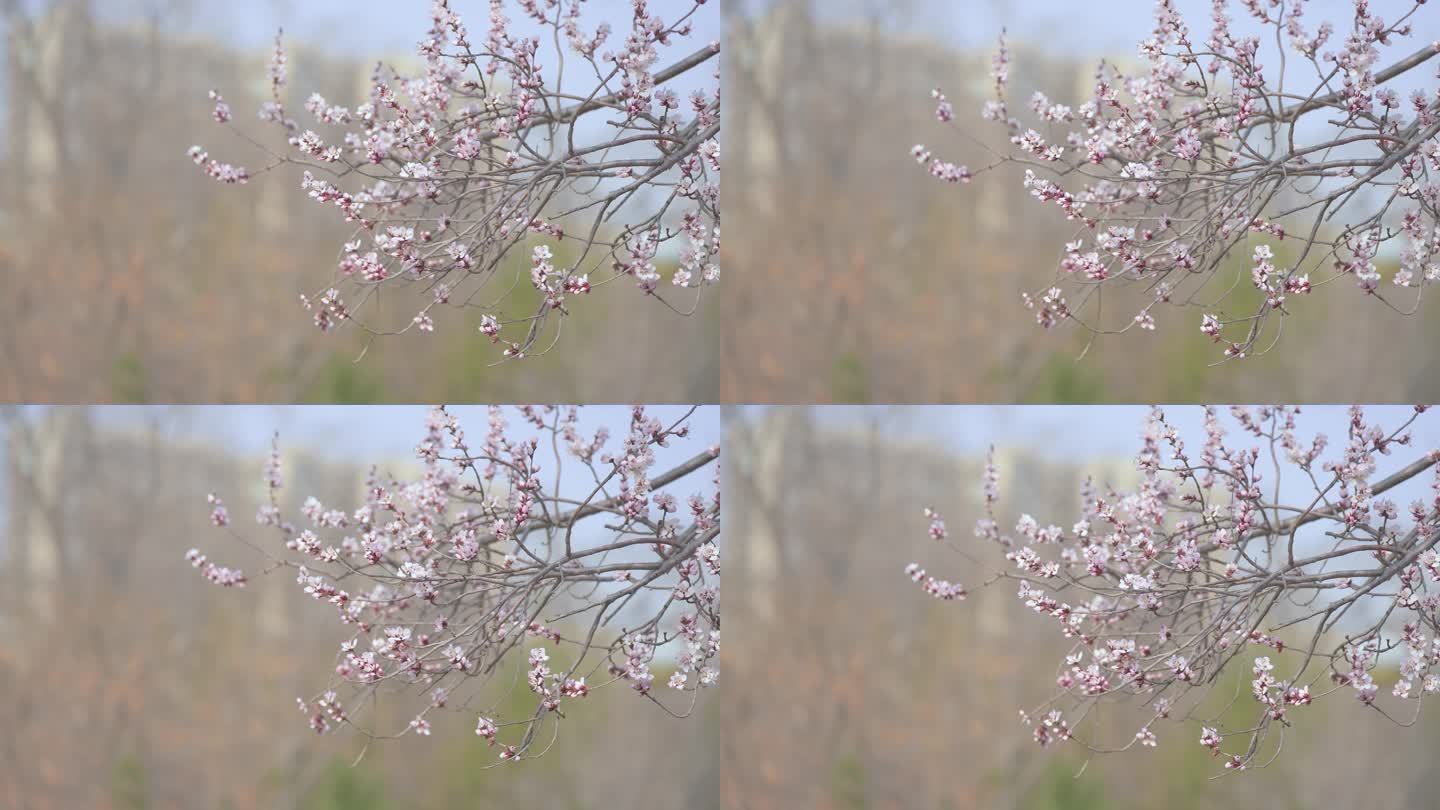 春天桃花开满枝头