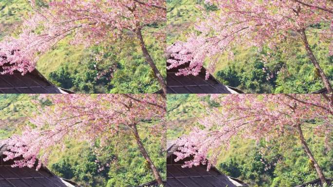 在春天，粉红的樱花树和晴朗的天空，大自然旅行的概念