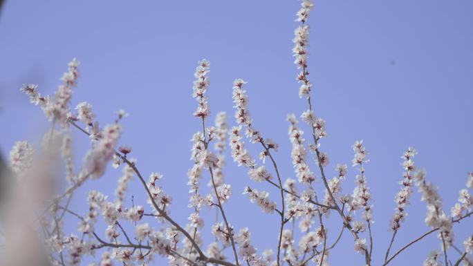 桃花枝头