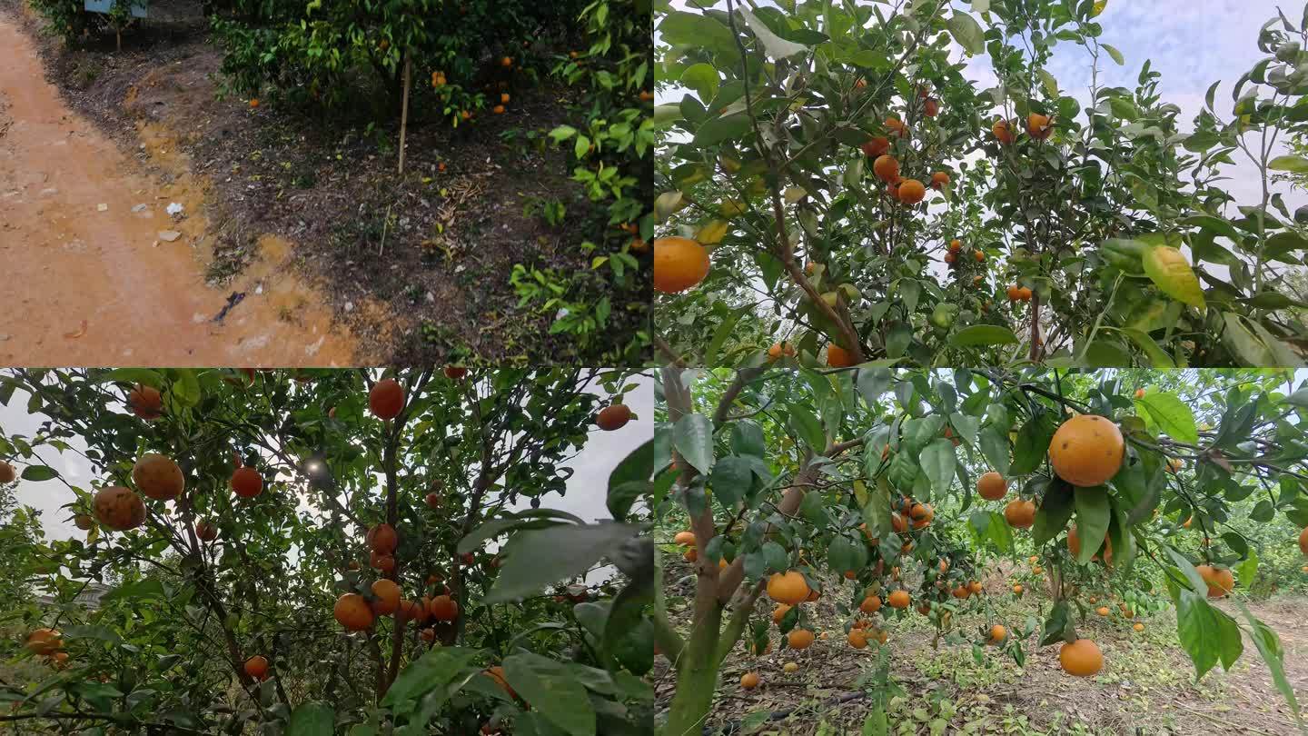 沃柑果园种植基地柑桔水果