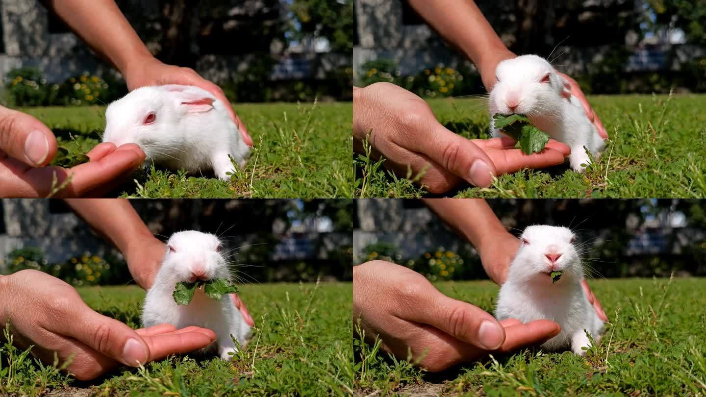 小白兔在吃绿色的香菜叶