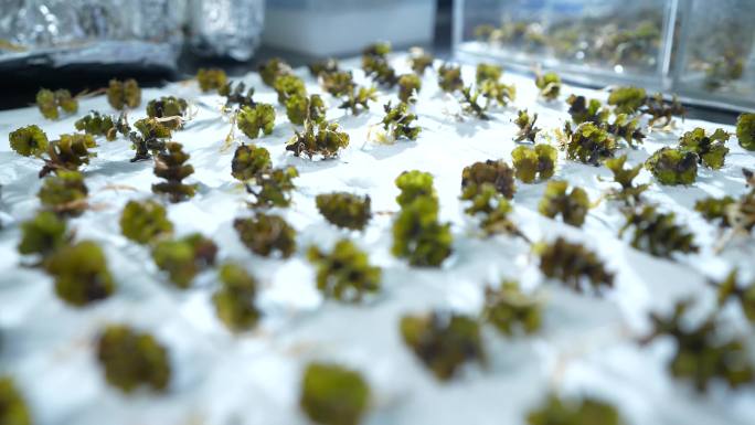 科研海藻培养