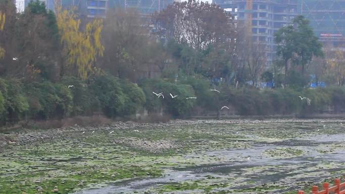 成都江安河绿道冬天的白鹭实拍