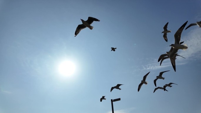 一群海鸥在蓝天上飞翔。