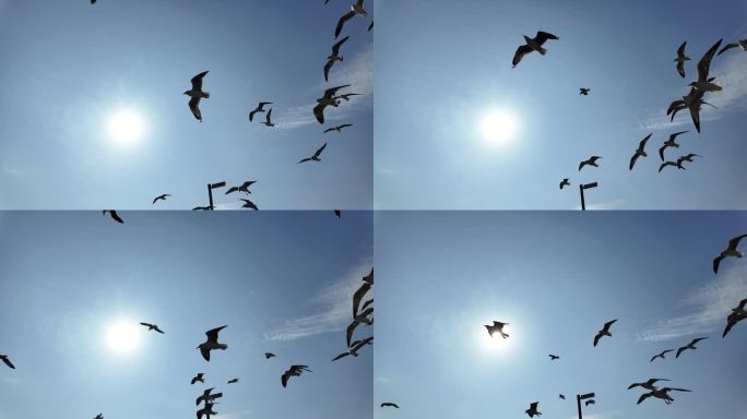 一群海鸥在蓝天上飞翔。