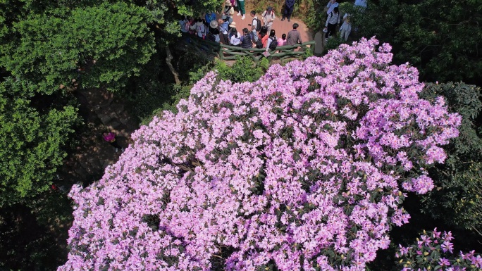 杜鹃花 毛棉杜鹃