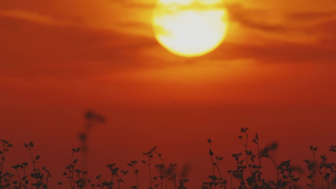 SLO MO日落小夜曲:在夕阳下，荞麦植物在晚风中摇曳