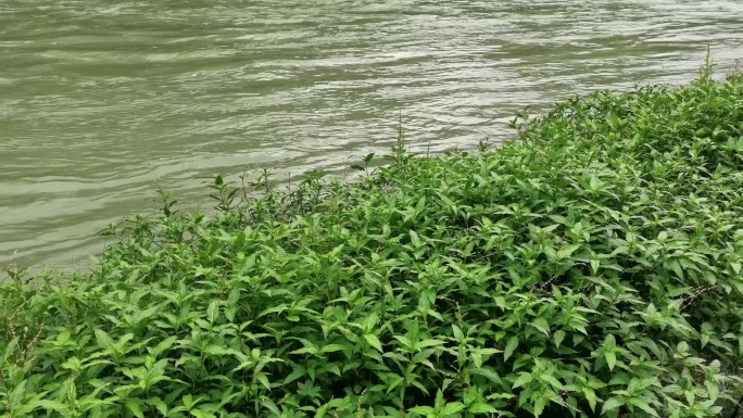 夏天河边生长的水蓼水草